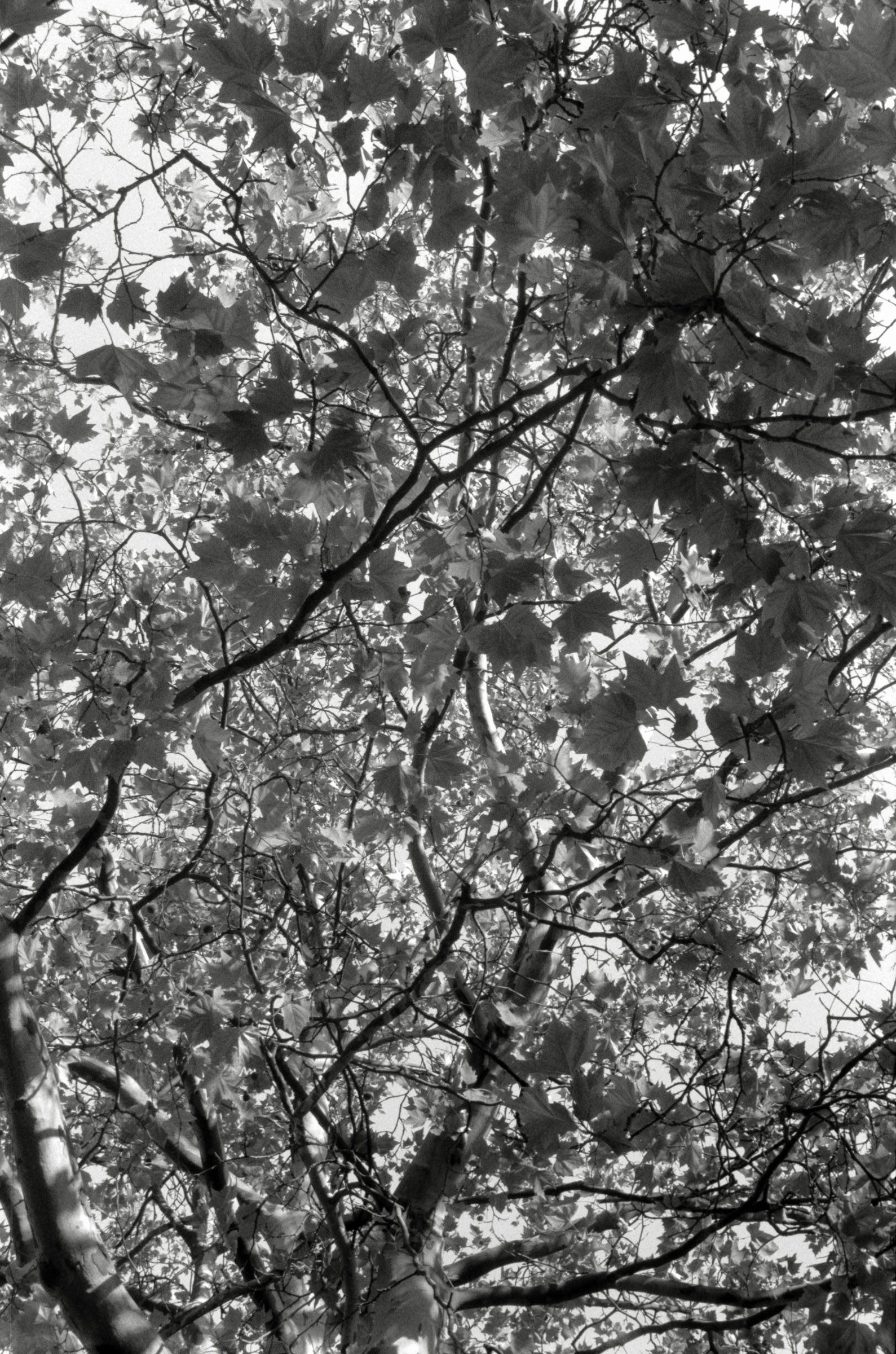 AHP F2001 07 002 sc240901 img31 NLP